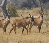 Roan Antelope